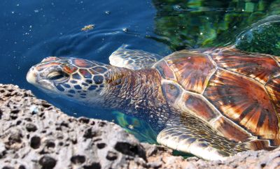 Tortue verte