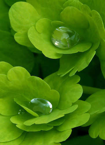 gouttes d'eau sur feuilles d'ancolie