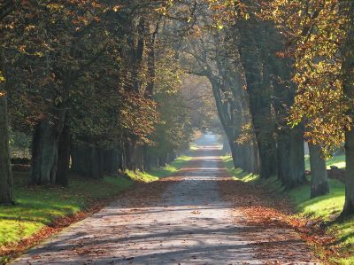 Allée de chênes - Putbus