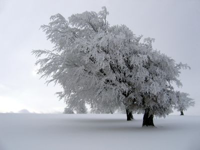 Fort givre dans la Forêt-Noire en Allemagne en 2005