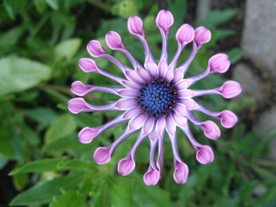 Marguerite cultivar