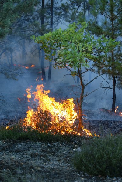 Feu de forêt en été 2003 dans le Brandebourg (Allemagne)