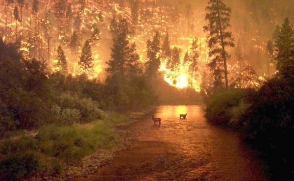 Feu de forêt aux Etats-Unis