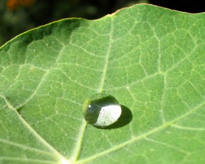 Eau s'écoulant à la surface d'une feuille de grande capucine