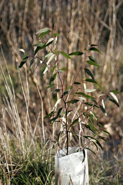 Replantage d'arbre