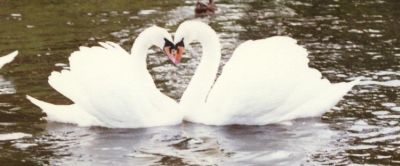 Coeur formé par deux cygnes