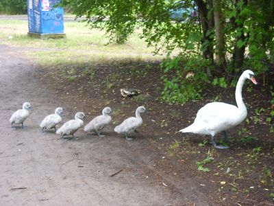 Un cygne et sa petite famille