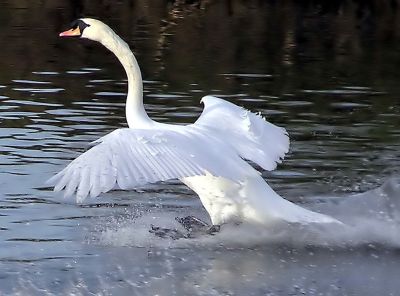 Atterrissage du cygne